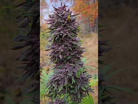 Purple THCa Flower (with seeds)