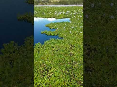 Jurema Pernambuco Brasil