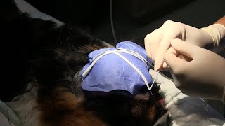 Treating a Canine