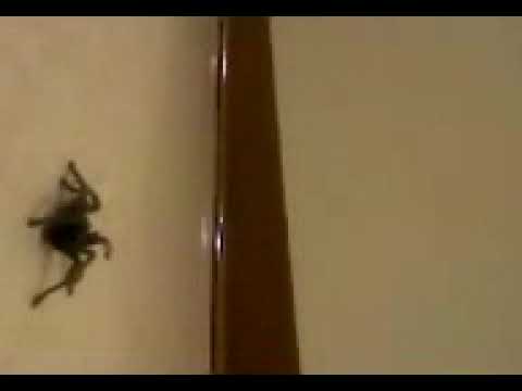 ninja Spider!! (BBN)