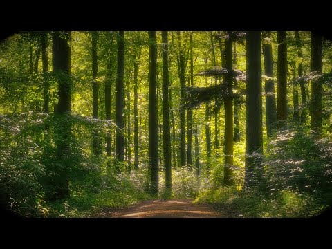 🌳 4K - Relaxing Nature Sounds For Stress Relief, Forest Sounds, Bird Song, ASMR