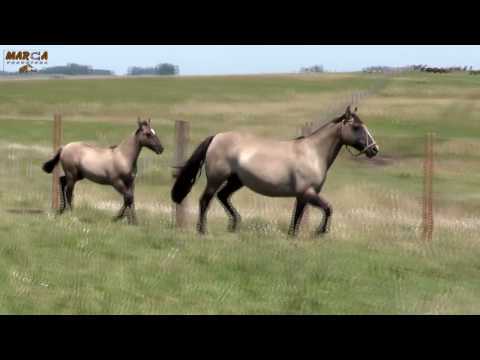 31 - TRANCA DO ITAPORORÓ