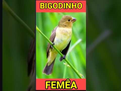 Bigodinho Fêmea Chamando Pra Levantar Canto