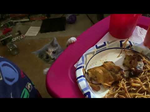 Malena and Maximoff craving my Chinese Food 5/19/2025.