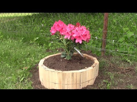 L'gosseux d'bois -  Une bordure très simple en cèdre