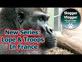 New Series Gorilla Lope In France! Introduction Of Both Male Gorilla Troops