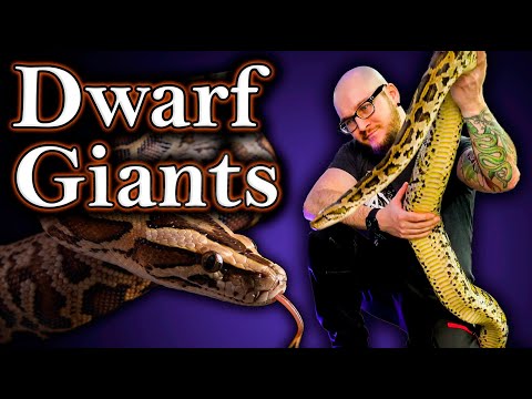 Top 5 HUGE Snakes That Come In Dwarf Sized Alternatives!