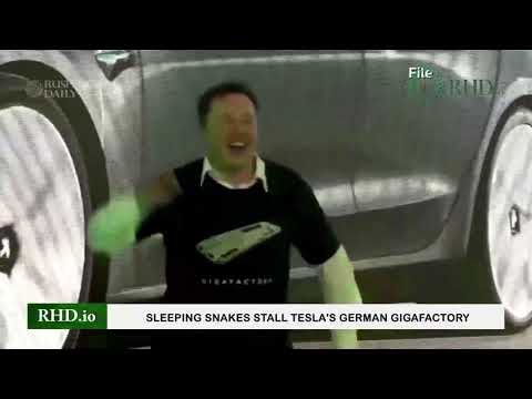 Sleeping snakes stall Tesla's German Gigafactory