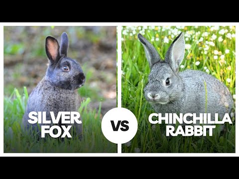 Silver Fox or Chinchilla Rabbit? 🐇 Which Pet Wins the Fluff Battle!
