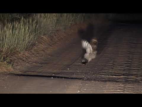 +27 striped polecat VS spotted eagle owl