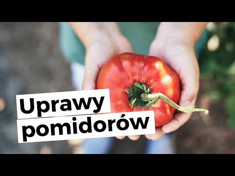 , title : 'Nanowoda i uprawa pomidorów'