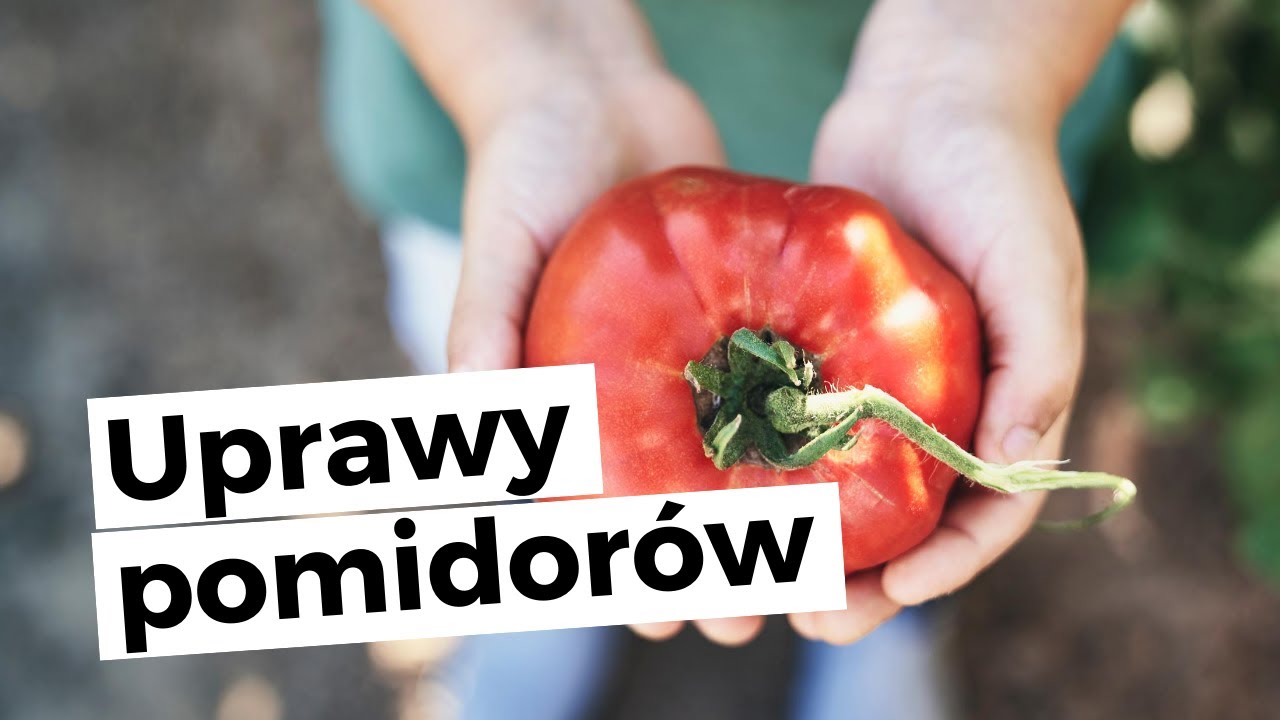 Nanowoda i uprawa pomidorów