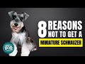 8 Reasons Why You SHOULD NOT Get a Miniature Schnauzer