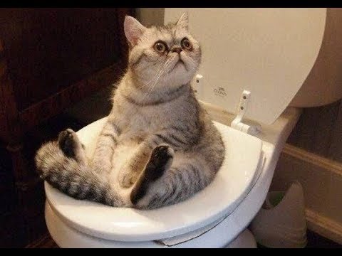 Best Funny Cat Videos That Will Make You Laugh All Day Long
