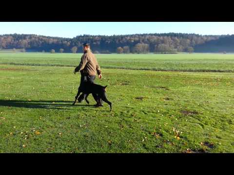 Dobermann Flynn 11 Monate Unterordnung
