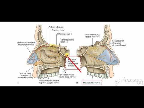 Nerve supply to palate