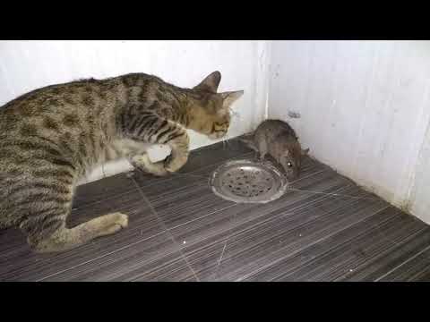 CAT VS MOUSE  CAT EATS MOUSE ALIVE  RAT EATEN BY CAT  BIG FAT RAT