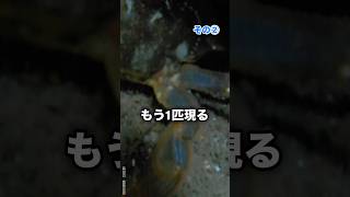 【穴釣り】釣り初心者でも簡単、巨大テトラの隙間から凄く美味しい夕食のおかずが釣れます、大物も釣れるよ