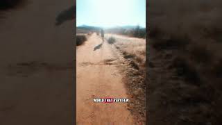 Download lagu 2025 Lake Hodges Trail Festival 50K #running #ultramarathon #weightlossjourney mp3