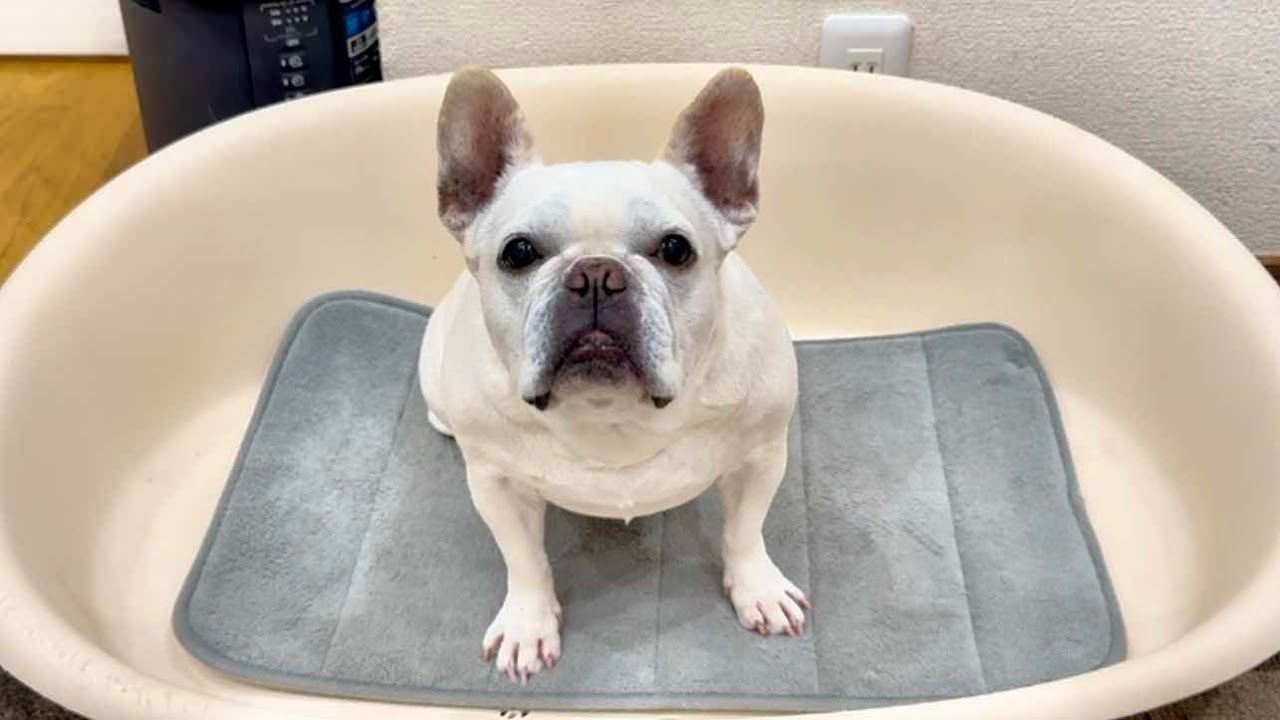 【🔴生配信】昨日の投稿の答え合わせをします！！