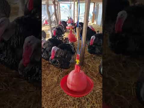 Așa trebuie să arate curcanii și curcile sănătoase la vârsta de 7 luni jumate fără tratamente 🦃