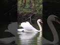 Lahrati Hui Rahe Song Shortvideo Birdlover Birdwatching