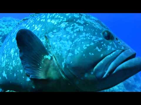 La France sauvage - La Corse, les trésors des fonds marins