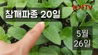참깨재배-참깨육묘 참깨파종 20일째, 요즘 많이 자라는거 같아 부리오 800배로 엽면시비[농사TV]