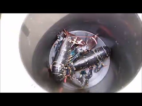 download lagu mp3 mp4 Cooking Live Lobster Scream, download lagu Cooking Live Lobster Scream gratis, unduh video klip Cooking Live Lobster Scream