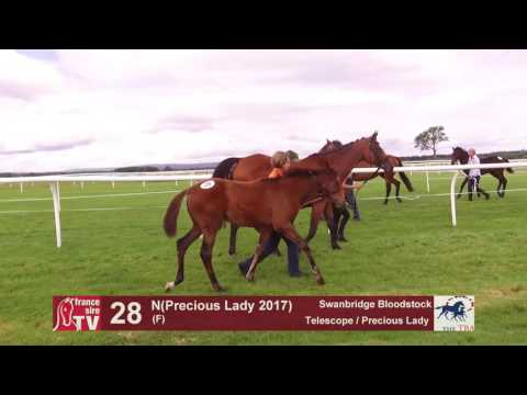 TBA Foal Show 2017 - Lot 28 - F17 - Telescope & Precious Lady