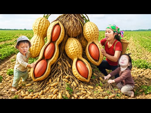 Peanuts harvesting process – Picking up my daughter from school & sell boiled peanuts together