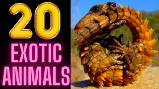 20 Exotic Animals youve probably never seen