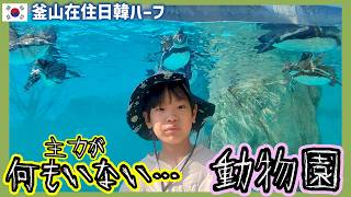 母レベル低すぎ！動物がいない福岡市動物園,釜山から日本へ一時帰国した5歳の春休み【韓国在住・日韓夫婦・한일부부】