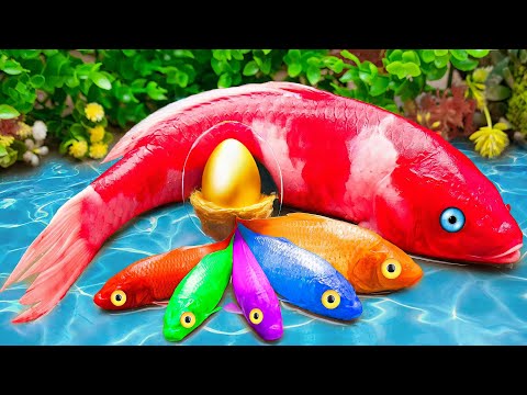 Stop Motion ASMR - RAINBOW CARP 💕 AND BLACK FROG HUNTING EEL AND BABY SHARK IN THE MUD - Coco