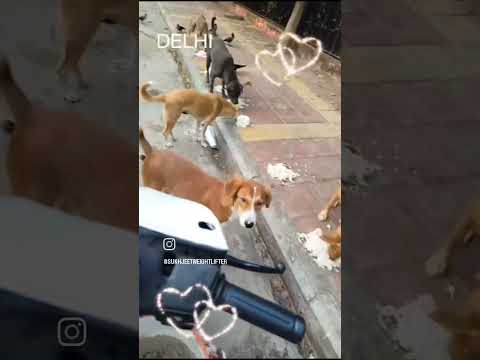 28 October 2025#viral #dogbreed #love #dogdog #puppy #automobile #pitbull #dog #onthisday #dog