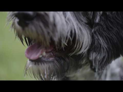 Natural Instinct Raw Dog and Cat Food UK