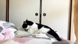 【猫とマルチーズ】喧嘩？それともじゃれあい？