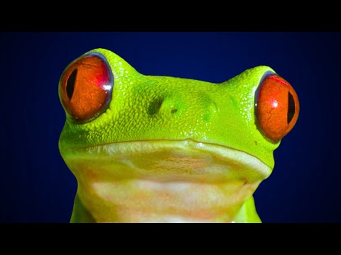 How Frogs See the World 🐸