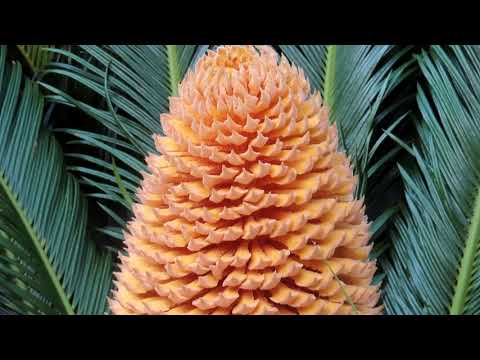 園芸 ソテツ、サゴ、サゴヤシ、ピースヤシ