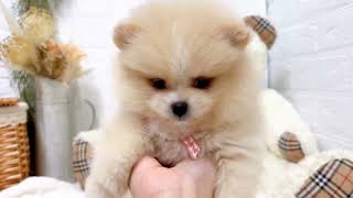 ポメラニアンの動画01