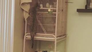 Zeus the Savannah- Bird Hunting