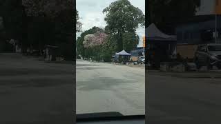 Download lagu They call Tecoma or Tissue Tree due to its thin petals #trending #amazing #flowers #shorts mp3 Download lagu They call Tecoma or Tissue Tree due to its thin petals #trending #amazing #flowers #shorts mp3