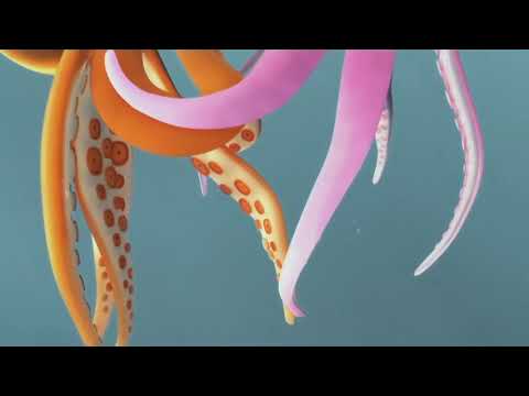 Oktapodi, Takorama 2021