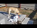 Ricky Destroys A Pillow