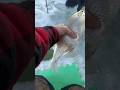 Video Thumbnail for Caught A Silver Perch ?