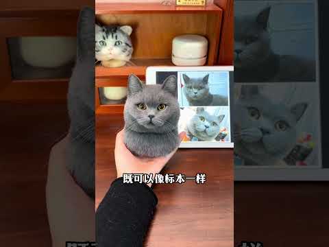 泪目！猫咪离开后，这4种纪念方式太戳心了😭 #新手养猫 #养猫经验分享 #猫咪冷知识 #养猫日常 #铲屎官必看  #养猫知识 #貓咪 #cat #萌寵