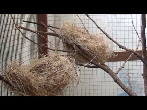 cara ternak burung berkicau prenjak sawah