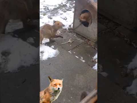 🦊fox bothers dog🐕