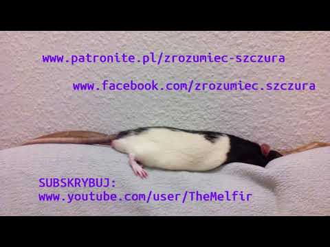 Jak zrozumieć Szczura?