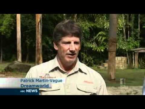 Tiger bites handler at theme park